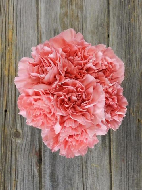 POMAROSA PINK CARNATION